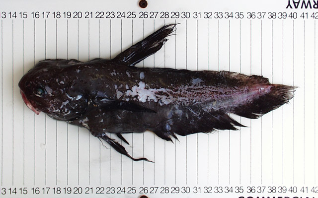 Guentherus altivela