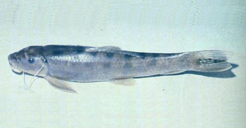 Gyrinocheilus aymonieri