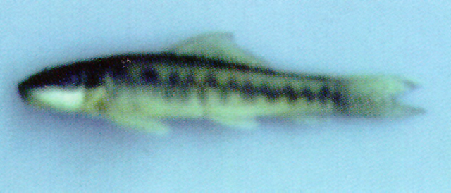 Gyrinocheilus aymonieri