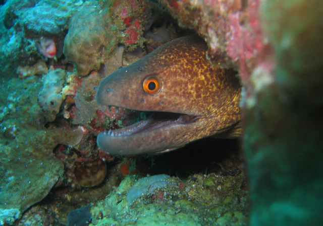 Gymnothorax flavimarginatus