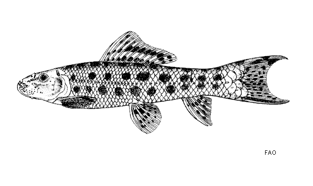 Gyrinocheilus pennocki