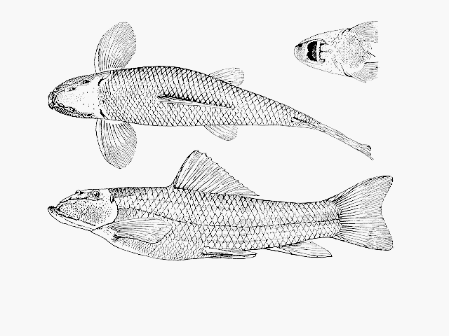 Gyrinocheilus pustulosus