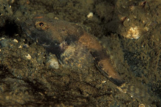 Artediellus atlanticus