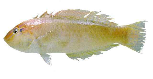 Halichoeres caudalis