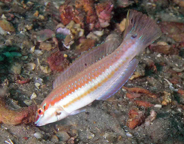 Halichoeres caudalis