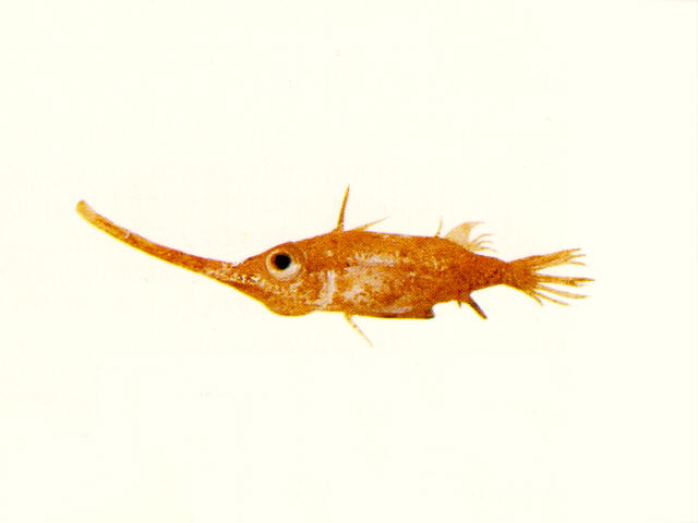 Halimochirurgus centriscoides