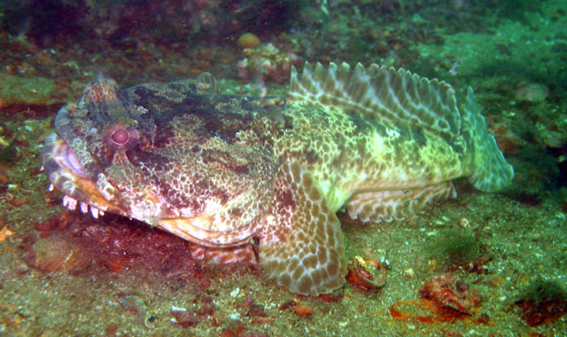 Halobatrachus didactylus