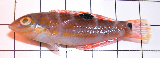 Halichoeres radiatus