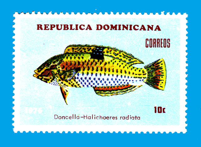 Halichoeres radiatus