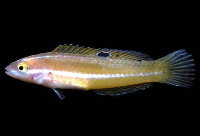 Halichoeres semicinctus