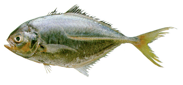 Hemicaranx amblyrhynchus