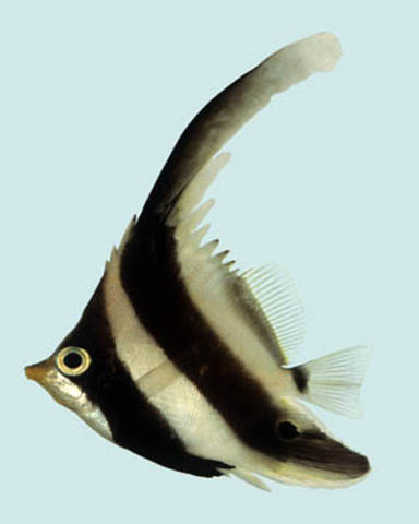 Heniochus chrysostomus