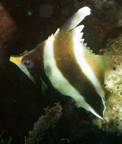 Heniochus chrysostomus