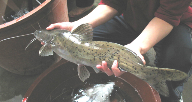 Hemibagrus guttatus