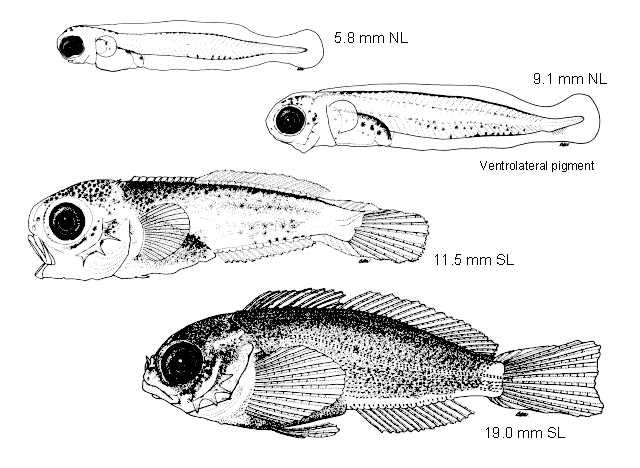 Hemilepidotus hemilepidotus