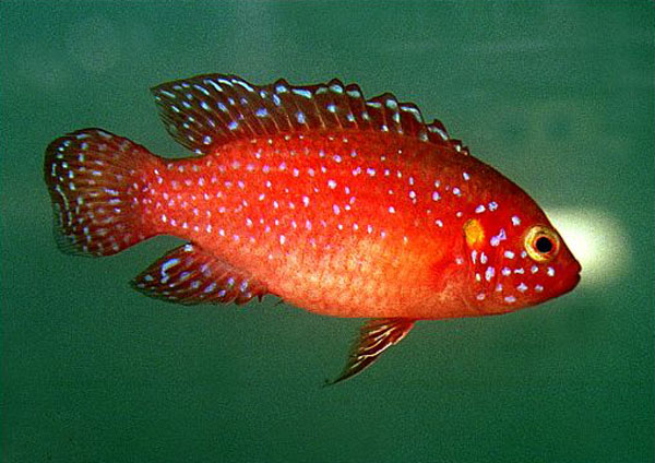 Hemichromis lifalili