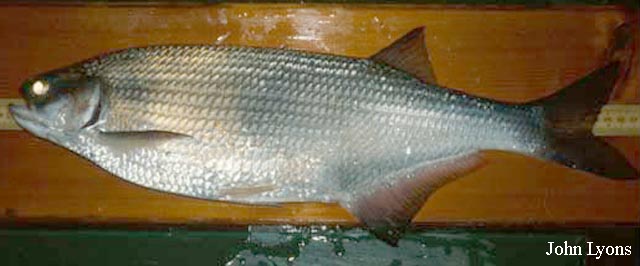 Hiodon alosoides