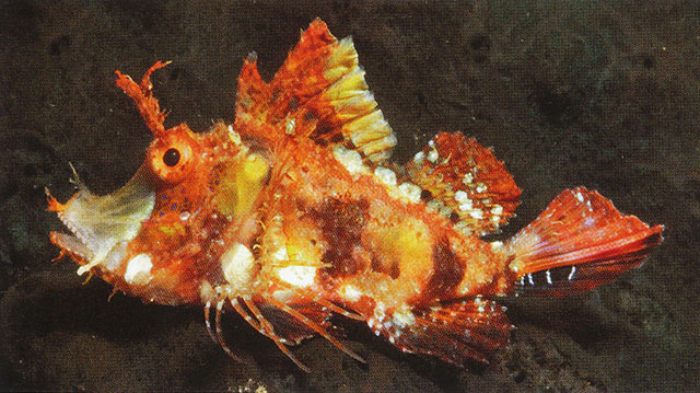 Hipposcorpaena filamentosus