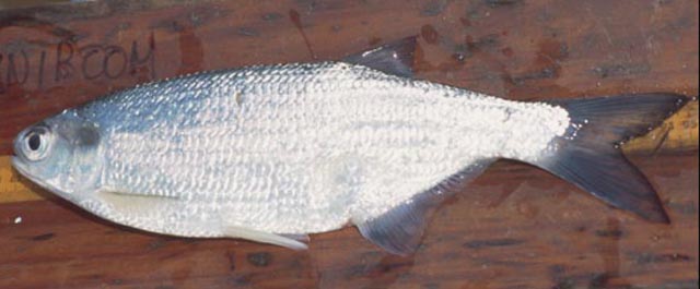 Hiodon tergisus