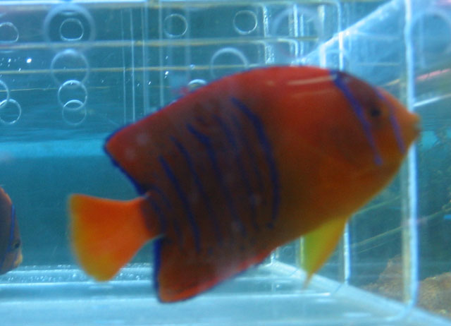 Holacanthus clarionensis