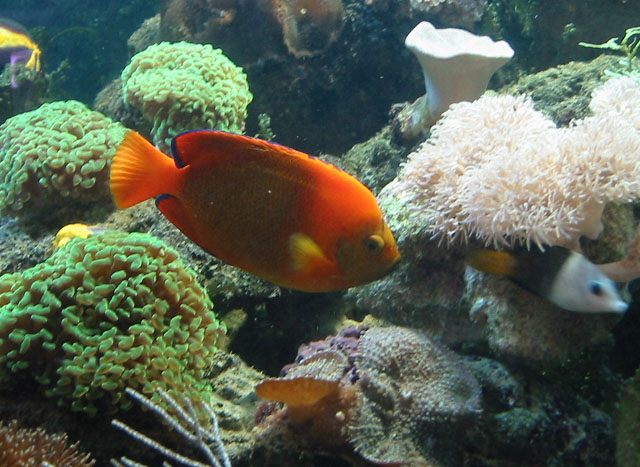 Holacanthus clarionensis