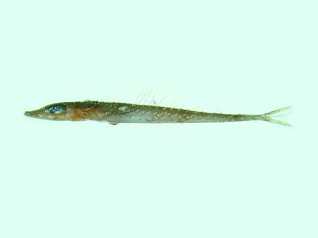 Hoplichthys gilberti