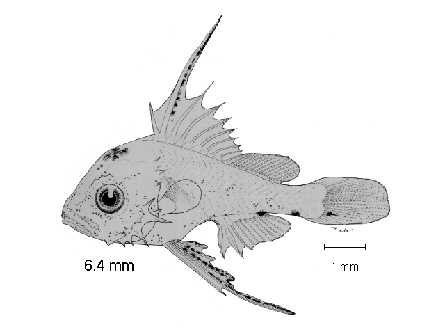 Hoplopagrus guentherii