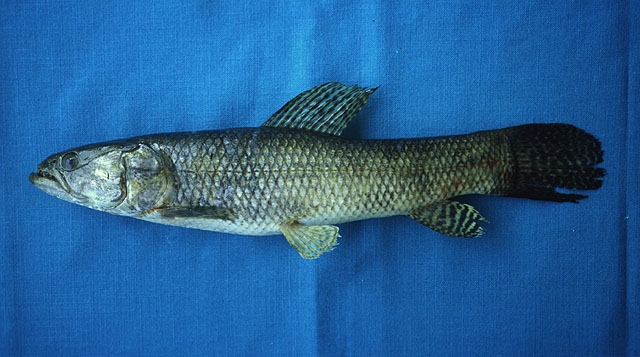 Hoplias microlepis