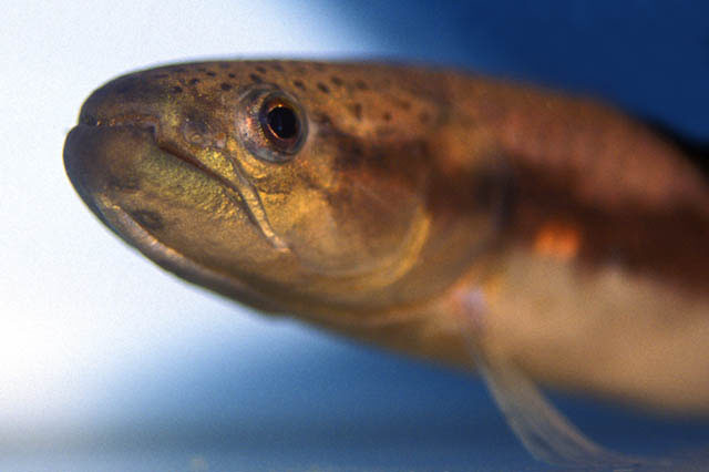 Hoplerythrinus unitaeniatus