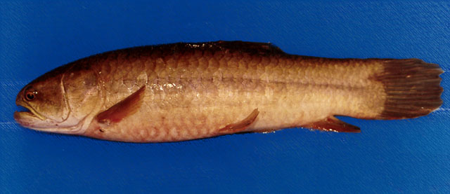 Hoplerythrinus unitaeniatus