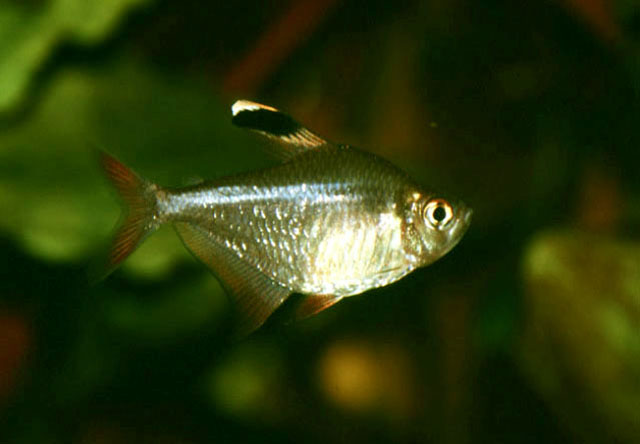 Hyphessobrycon bentosi