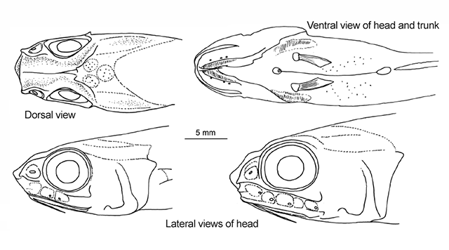 Hymenogadus gracilis