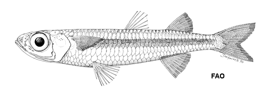 Hypoatherina ovalaua