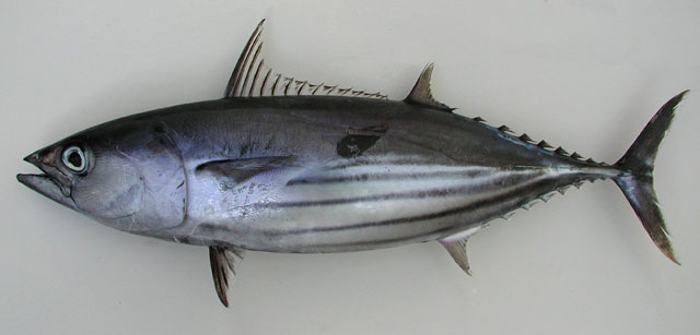 Katsuwonus pelamis