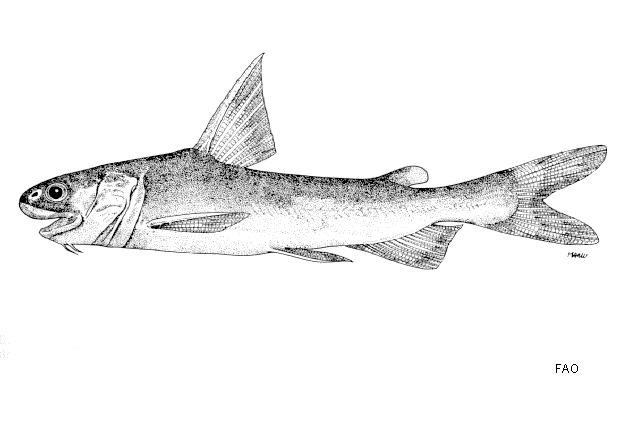 Ketengus typus