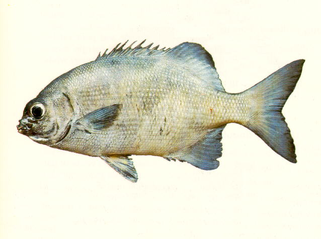Kycin_u2.jpg