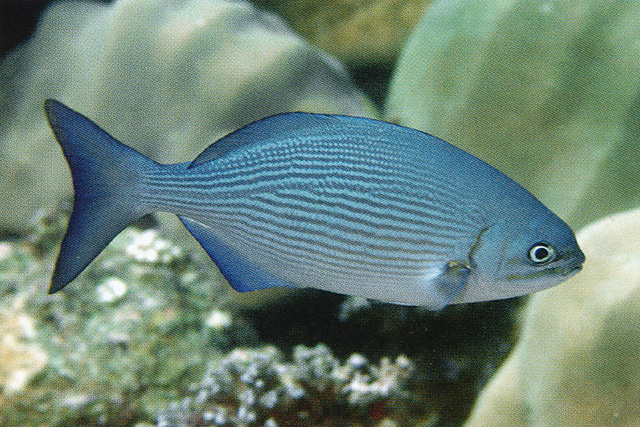 Kyphosus vaigiensis