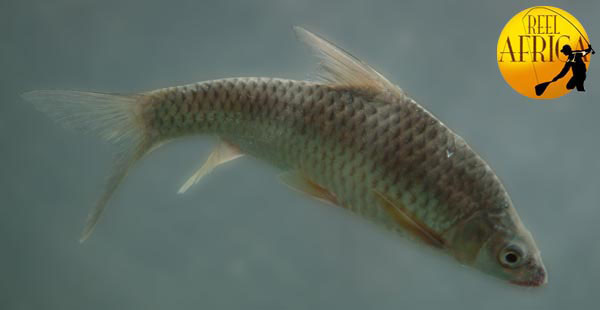 Labeobarbus intermedius
