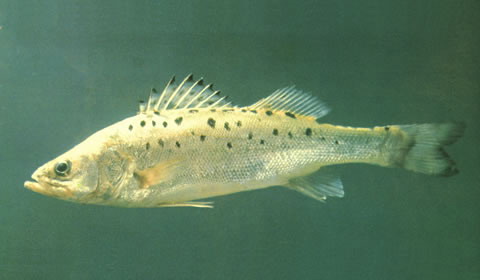 Lateolabrax japonicus