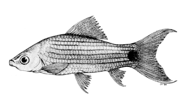 Labeo lineatus