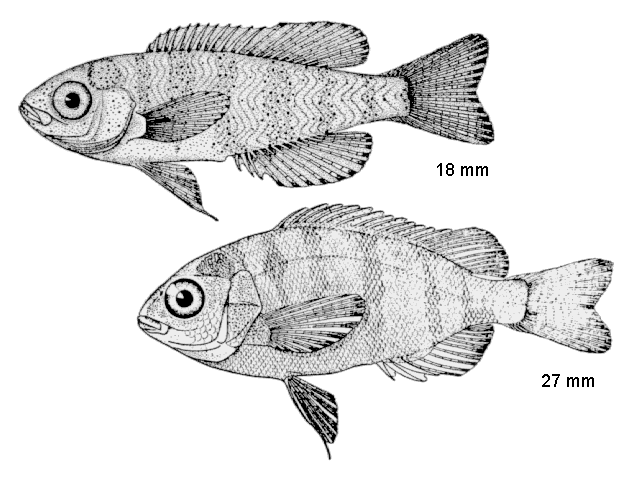 Lagodon rhomboides