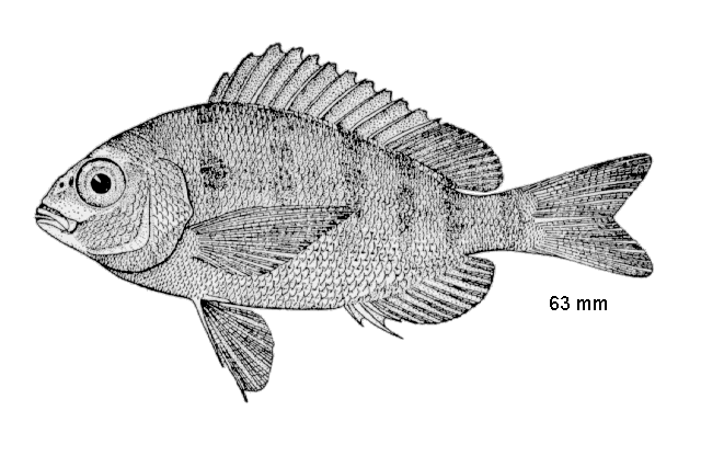 Lagodon rhomboides