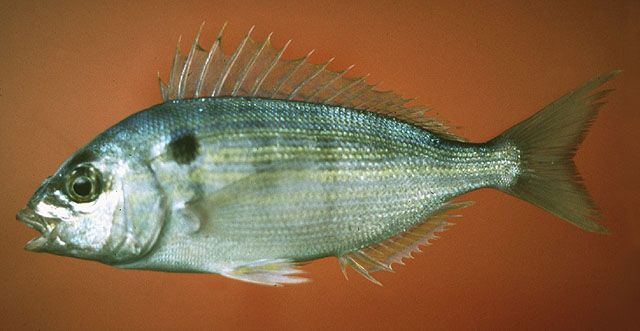 Lagodon rhomboides