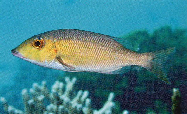 Lethrinus amboinensis