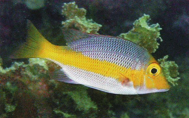 Lethrinus atkinsoni