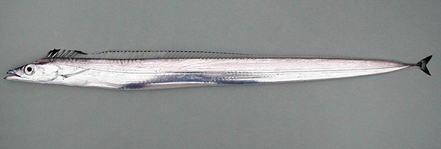 Lecau_f0.jpg