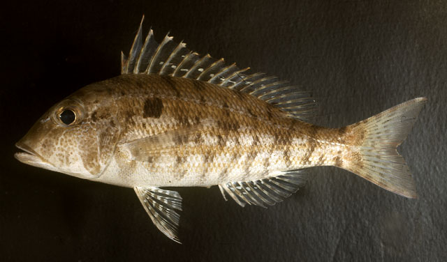 Lethrinus genivittatus