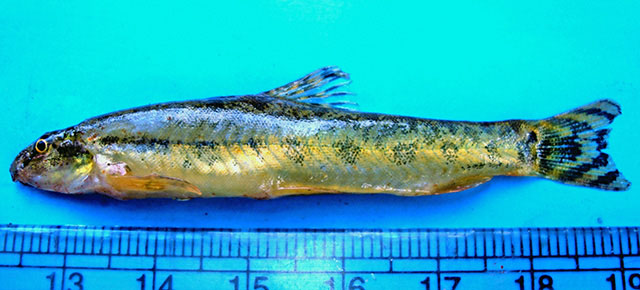 Lepidocephalichthys goalparensis