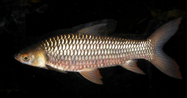 Leptobarbus hoevenii