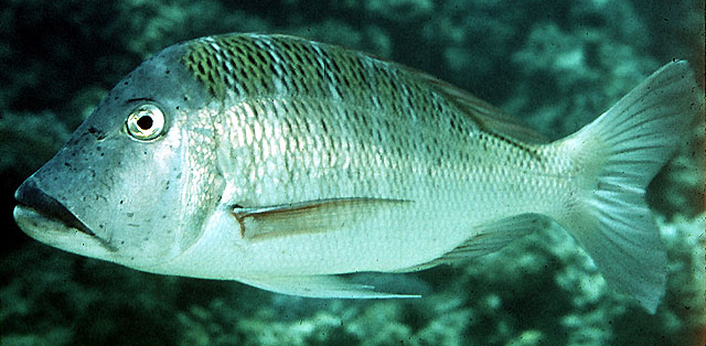 Lethrinus mahsena